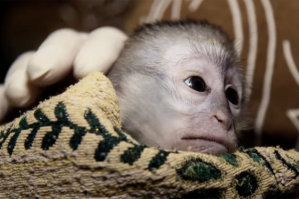 Checkpoint Zoo Checkpoint Zoo